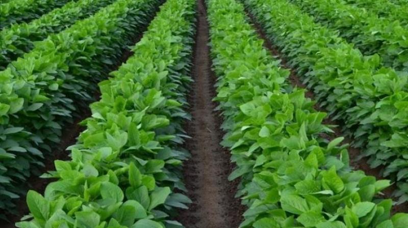 Farming News Farming News