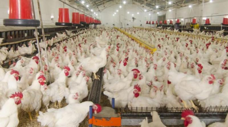 Very little land is required to start a poultry farming business