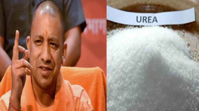 Yogi And Urea