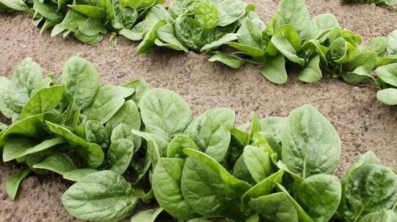 Spinach Spinach