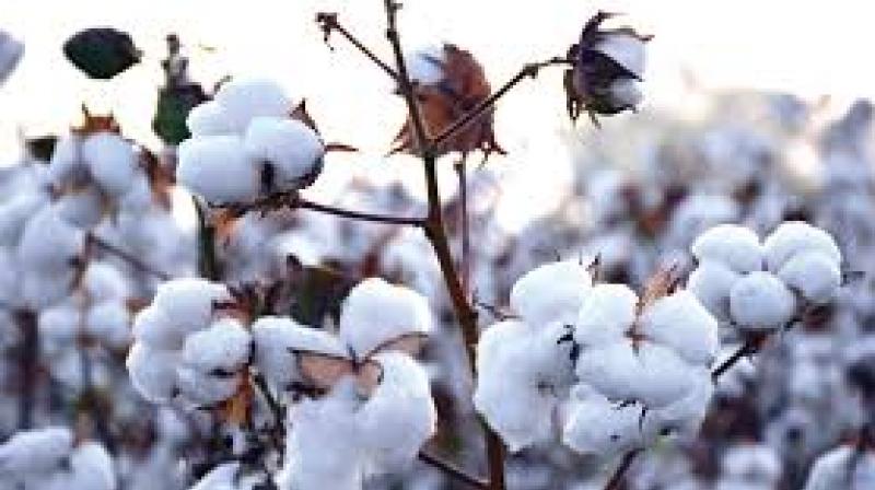 Cotton Corporation will launch in the market from October 1st