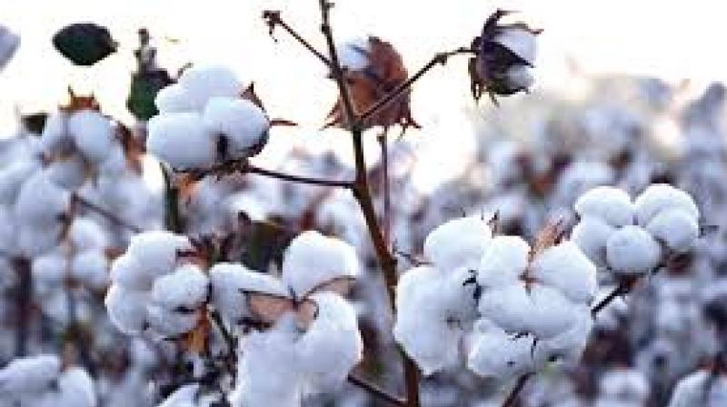 Cotton Corporation will launch in the market from October 1st Cotton Corporation will launch in the market from October 1st
