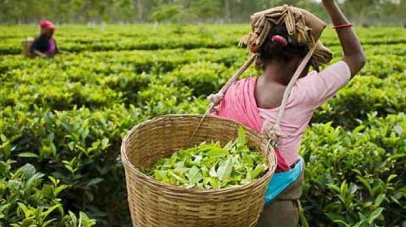 Tea industry not expecting subsidies: Vice President Tea Board Tea industry not expecting subsidies: Vice President Tea Board