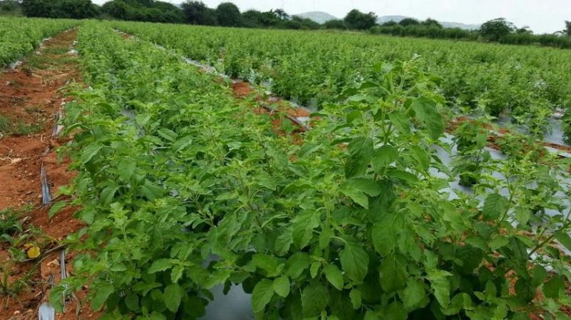 Opportunities earn rs 3 lakhs in 3 months by doing tulsi farming Opportunities earn rs 3 lakhs in 3 months by doing tulsi farming