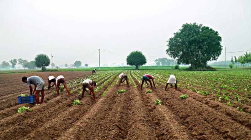 farmer farmer