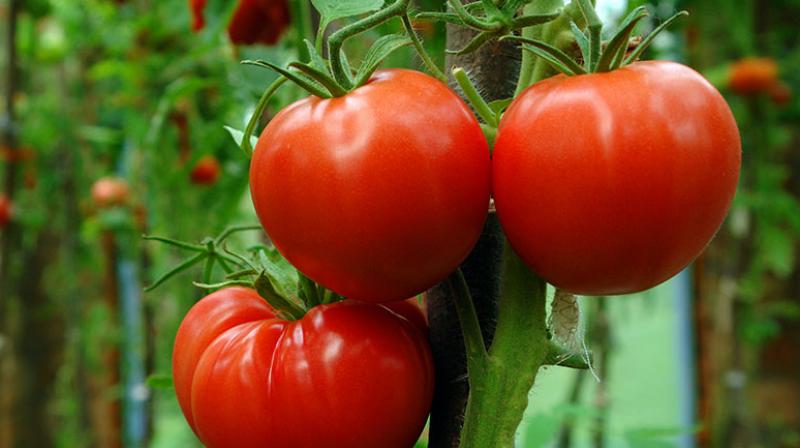 Tomatoes Price