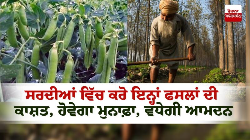 Cultivate these crops Farming in winter News in punjabi 