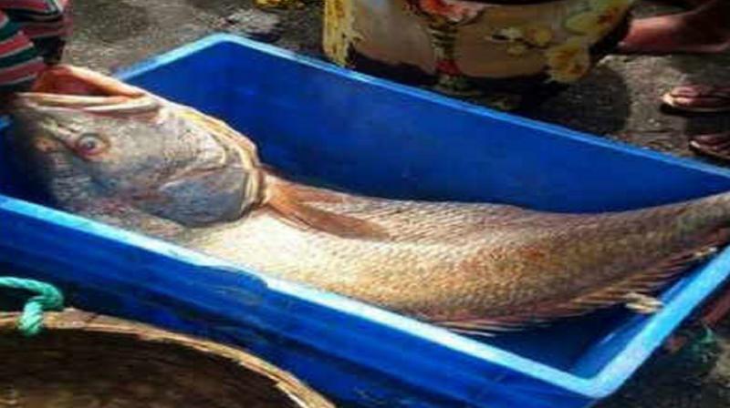 fish of Rs 5.5 lakh fish of Rs 5.5 lakh