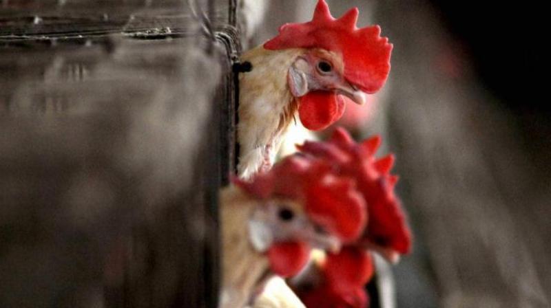 Bird Flu Bird Flu