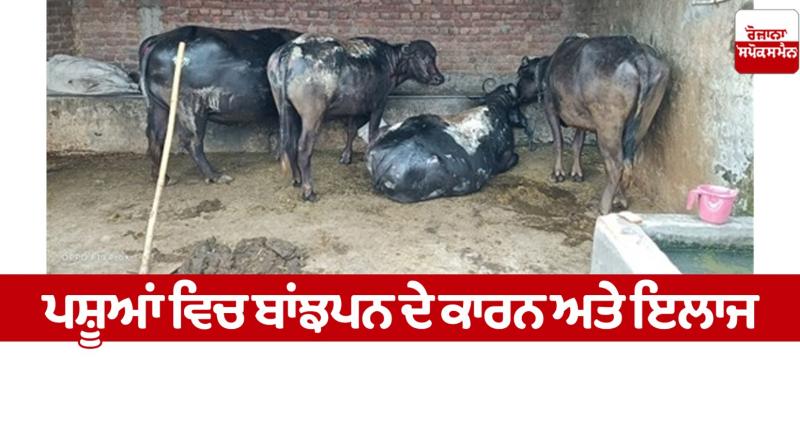 Causes and treatment of infertility in animals Farming News Causes and treatment of infertility in animals Farming News