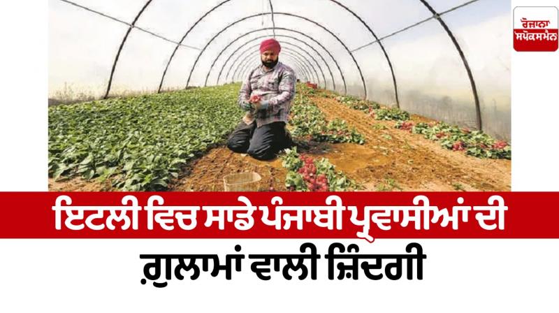Slave life of our Punjabi immigrants in Italy Editorial Slave life of our Punjabi immigrants in Italy Editorial