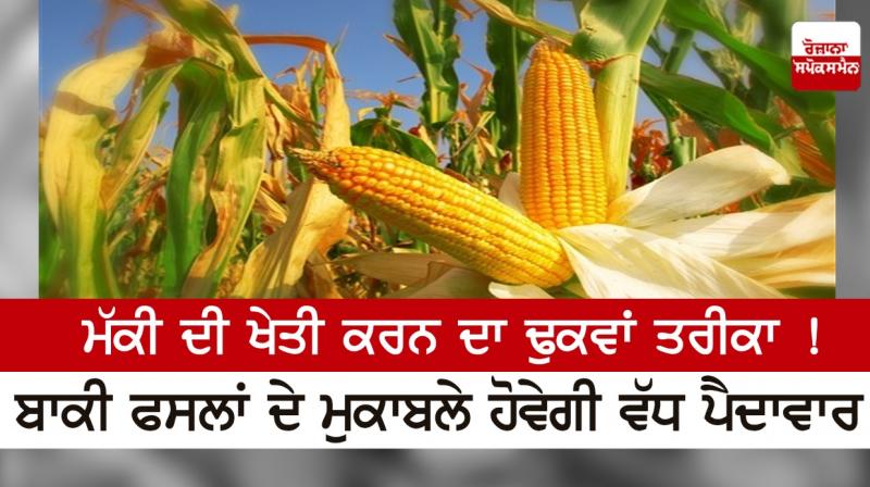 The right way to cultivate corn! There will be more production compared to other crops The right way to cultivate corn! There will be more production compared to other crops