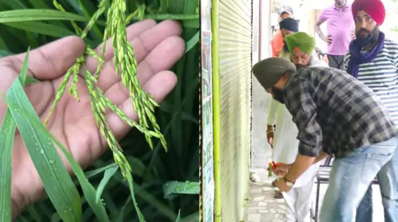 1400 acres of paddy crop in Kapurthala damaged, fake seeds, shop sealed, know what farmers said 1400 acres of paddy crop in Kapurthala damaged, fake seeds, shop sealed, know what farmers said