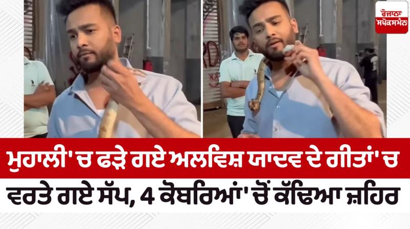 Snakes used in Alvish Yadav's songs caught in Mohali news in punjabi Snakes used in Alvish Yadav's songs caught in Mohali news in punjabi