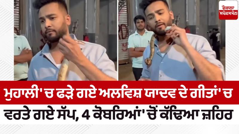 Snakes used in Alvish Yadav's songs caught in Mohali news in punjabi 