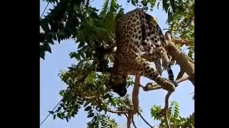 Female leopard Death Due to Electric Shock