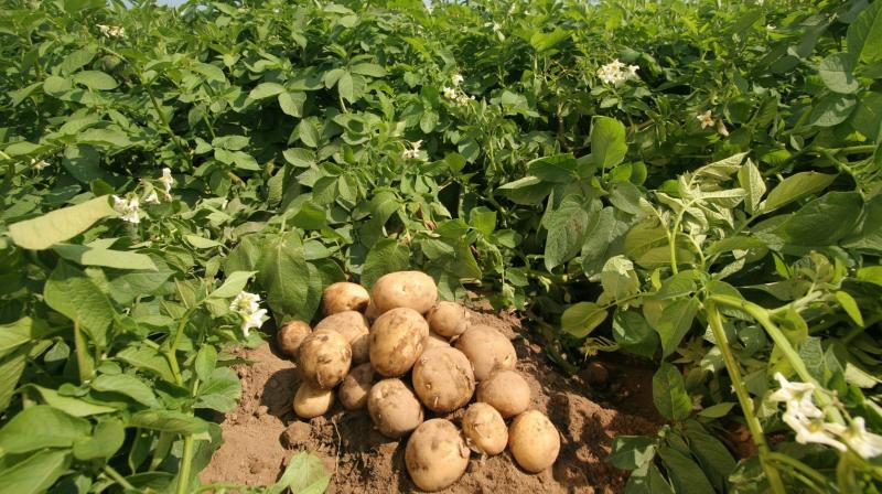  Potato Farming in Malwa