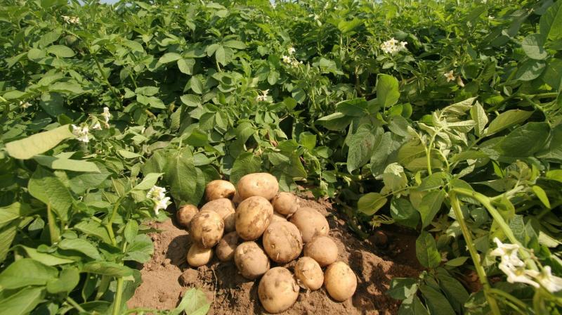 Potato Farming in Malwa Potato Farming in Malwa