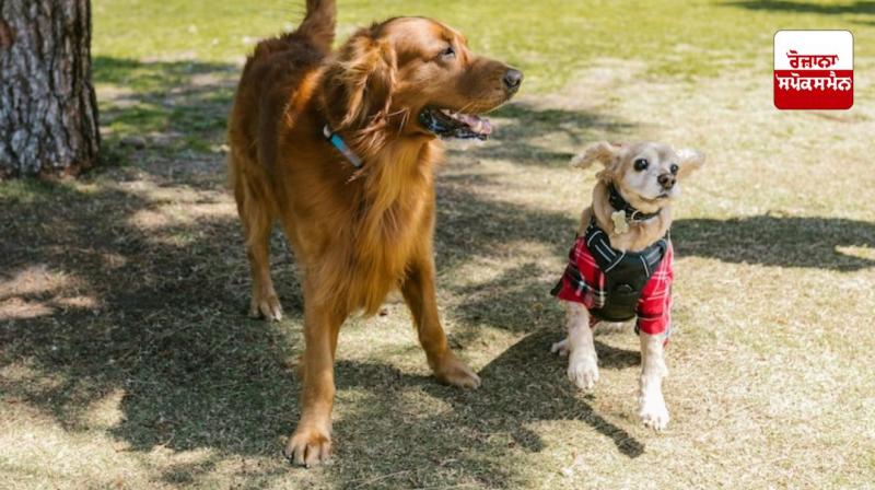 AI will now translate the sound of a dog barking AI will now translate the sound of a dog barking