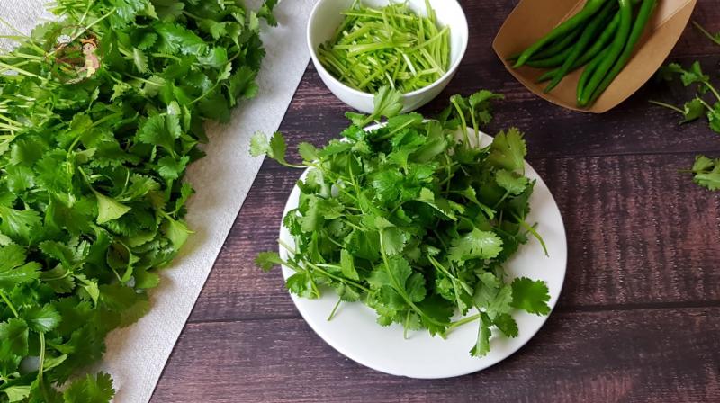 Green Coriander Green Coriander
