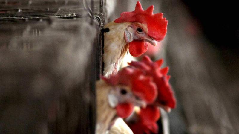 Bird flu Bird flu