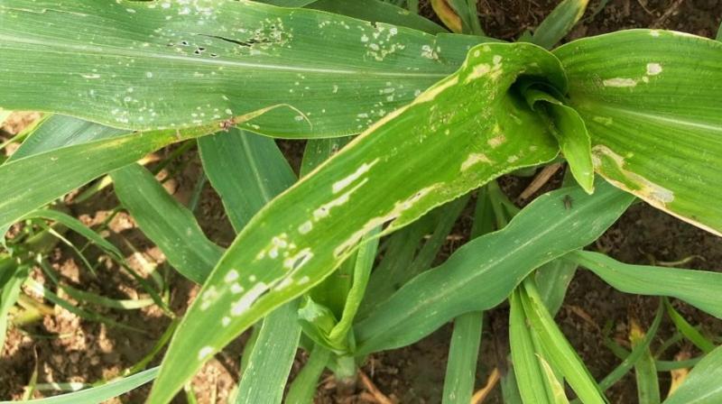 Maize Maize