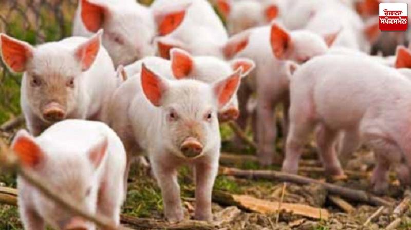 African swine flu hits Patiala news in punjabi African swine flu hits Patiala news in punjabi