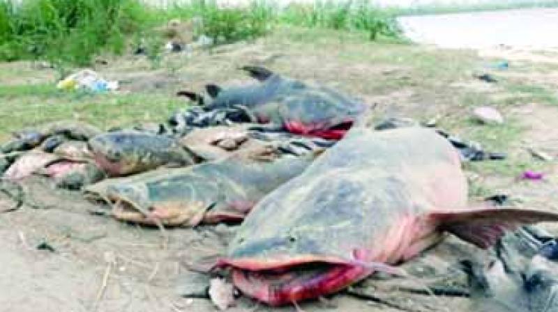 Fishes get Killed in Beas River