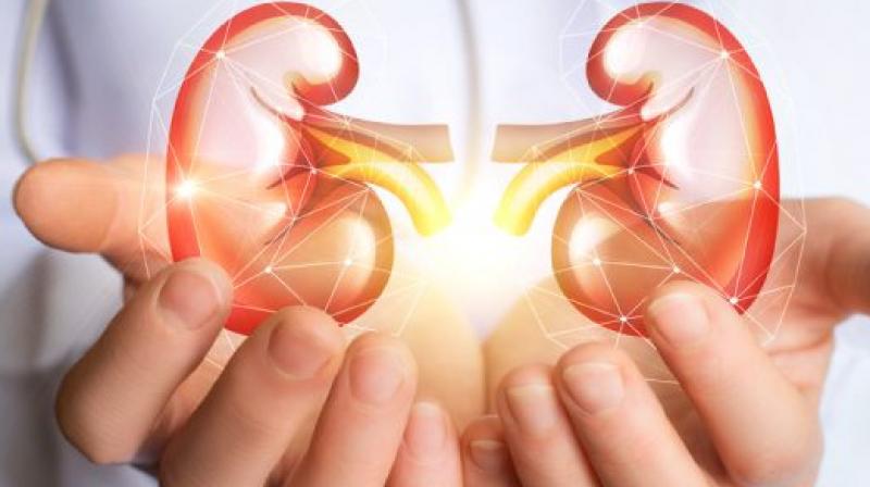 Kidneys Kidneys