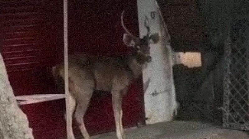 Dangerous animal Dangerous animal