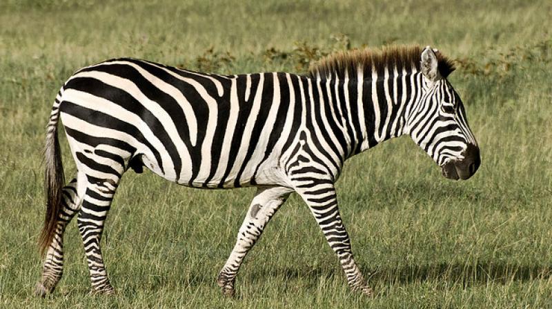 Zebra streaks 