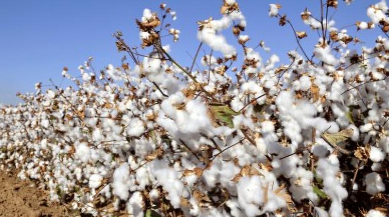 cotton price reduced