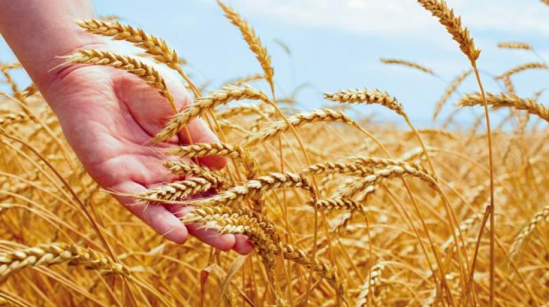 Wheat harvesting delayed due to weather