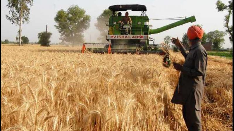 Wheat harvesting