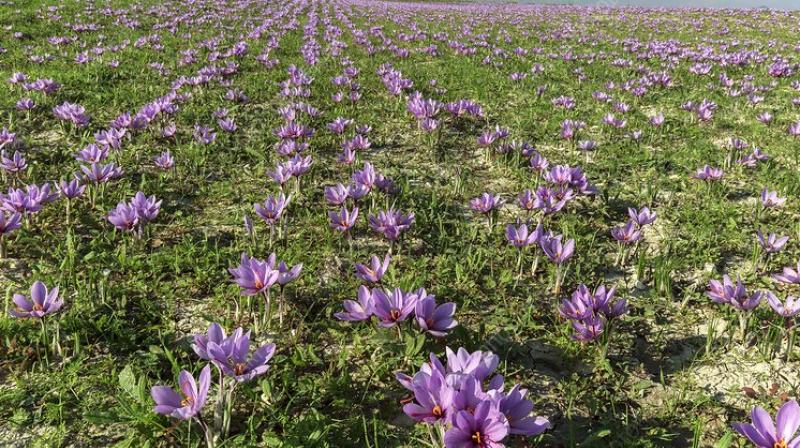 Saffron farming