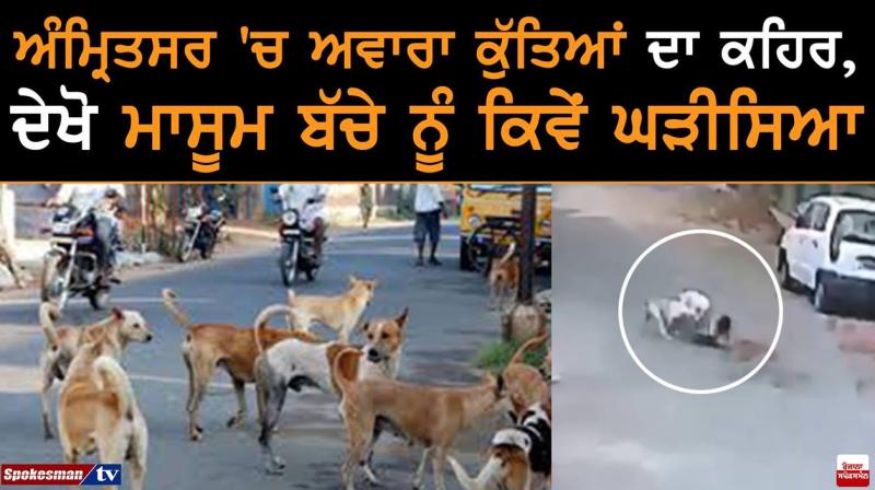 Stray dogs Stray dogs