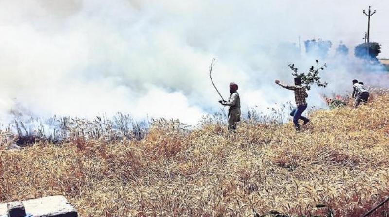 Wheat destroyed by fire 