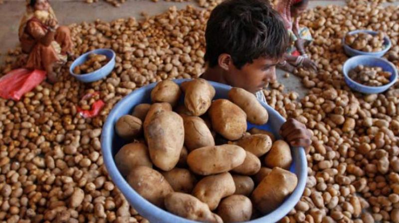 Gujarat potato farmers