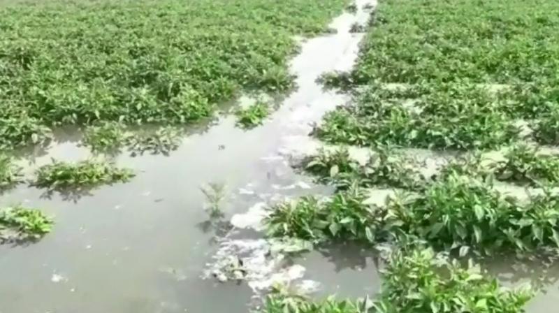 Crop destroyed Crop destroyed