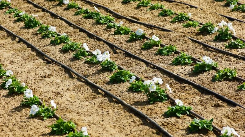 Drip Irrigation Drip Irrigation