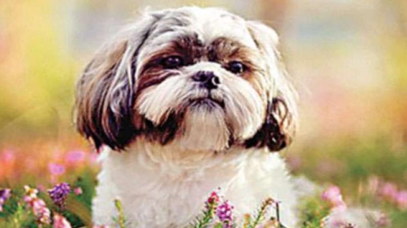 Healthy dog put down to be buried with owner Healthy dog put down to be buried with owner