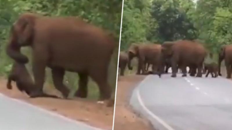 Elephants hold funeral procession for dead calf