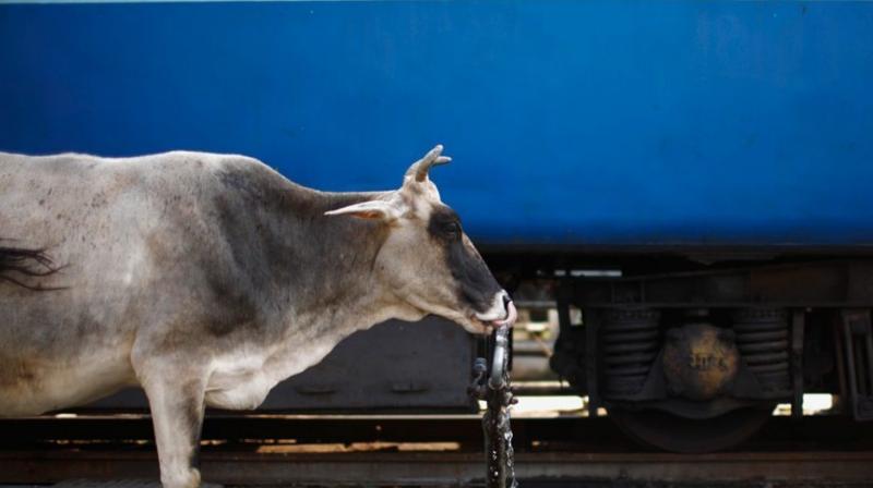 Cow on Railway Track Cow on Railway Track