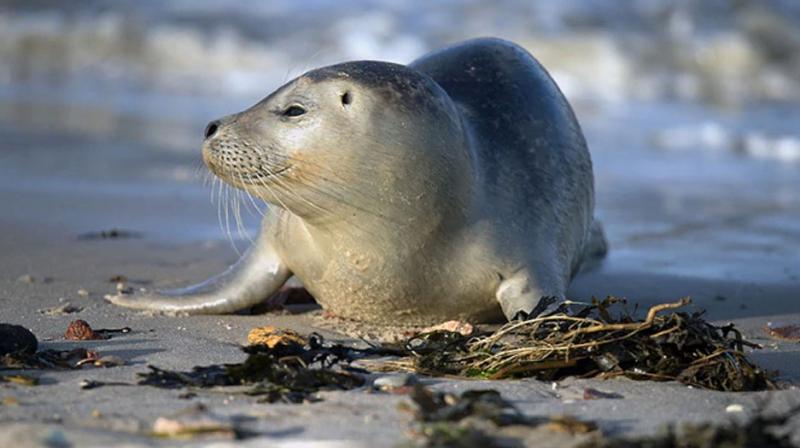 Seal Seal