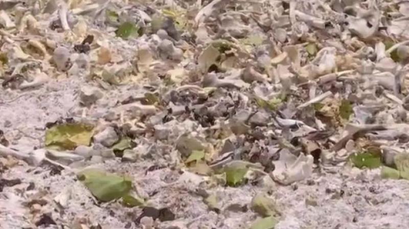Human Skeleton Remains Found Behind Muzaffarpur Hospital Human Skeleton Remains Found Behind Muzaffarpur Hospital