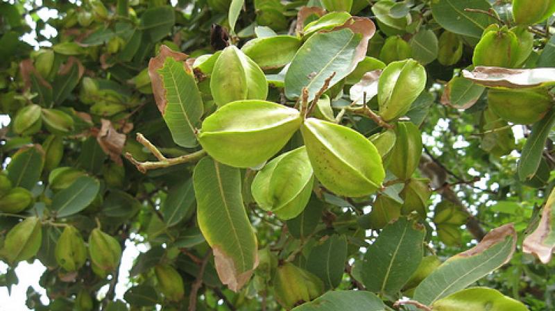Arjuna Tree Arjuna Tree