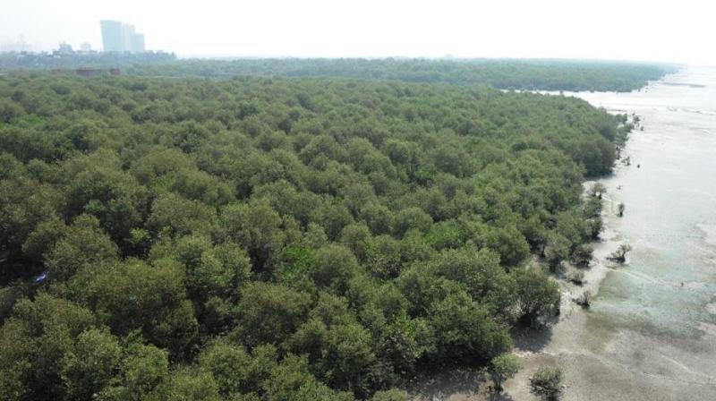 54 thousand mangroves to be razed for bullet train