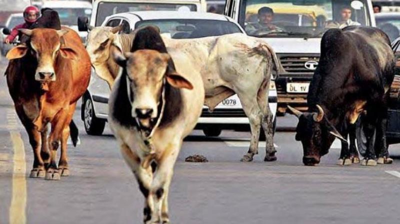 Cow Cess Cow Cess
