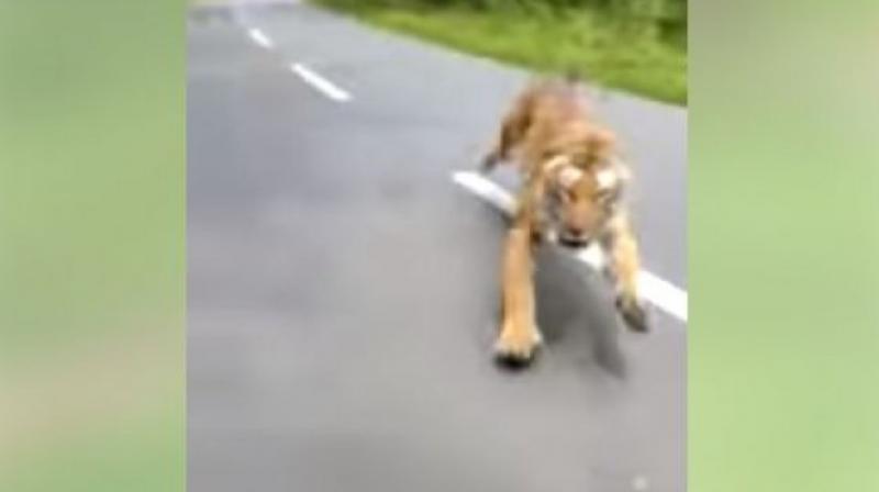 Tiger chasing motorcycle riders in wildlife sanctuary