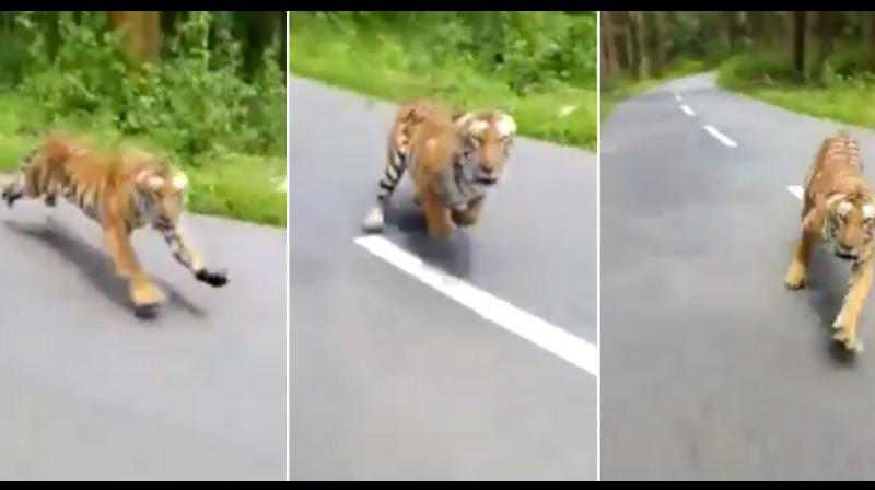 Tiger chasing motorcycle riders in wildlife sanctuary